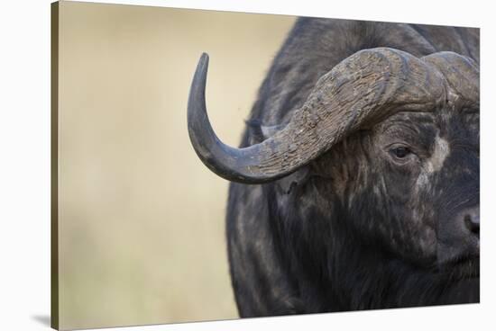 African Buffalo in Masai Mara National Reserve-Paul Souders-Stretched Canvas