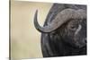 African Buffalo in Masai Mara National Reserve-Paul Souders-Stretched Canvas