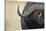 African Buffalo in Masai Mara National Reserve-Paul Souders-Stretched Canvas