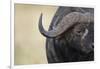 African Buffalo in Masai Mara National Reserve-Paul Souders-Framed Photographic Print