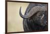 African Buffalo in Masai Mara National Reserve-Paul Souders-Framed Photographic Print