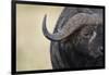 African Buffalo in Masai Mara National Reserve-Paul Souders-Framed Photographic Print