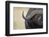 African Buffalo in Masai Mara National Reserve-Paul Souders-Framed Photographic Print