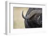 African Buffalo in Masai Mara National Reserve-Paul Souders-Framed Photographic Print