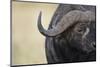 African Buffalo in Masai Mara National Reserve-Paul Souders-Mounted Photographic Print