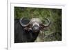 African buffalo, Kruger National Park, South Africa, Africa-null-Framed Photographic Print