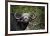 African buffalo, Kruger National Park, South Africa, Africa-null-Framed Photographic Print