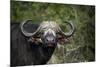 African buffalo, Kruger National Park, South Africa, Africa-null-Mounted Photographic Print
