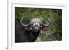 African buffalo, Kruger National Park, South Africa, Africa-null-Framed Photographic Print