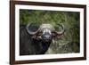 African buffalo, Kruger National Park, South Africa, Africa-null-Framed Photographic Print
