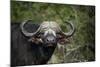 African buffalo, Kruger National Park, South Africa, Africa-null-Mounted Photographic Print