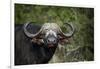 African buffalo, Kruger National Park, South Africa, Africa-null-Framed Photographic Print