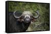 African buffalo, Kruger National Park, South Africa, Africa-null-Framed Stretched Canvas