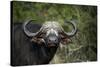 African buffalo, Kruger National Park, South Africa, Africa-null-Stretched Canvas