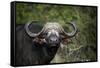 African buffalo, Kruger National Park, South Africa, Africa-null-Framed Stretched Canvas