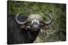 African buffalo, Kruger National Park, South Africa, Africa-null-Stretched Canvas