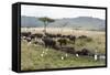 African Buffalo, Masai Mara, Kenya-Sergio Pitamitz-Framed Stretched Canvas