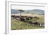 African Buffalo, Masai Mara, Kenya-Sergio Pitamitz-Framed Photographic Print