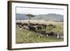 African Buffalo, Masai Mara, Kenya-Sergio Pitamitz-Framed Photographic Print