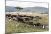 African Buffalo, Masai Mara, Kenya-Sergio Pitamitz-Mounted Photographic Print