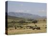 African Buffalo, Masai Mara National Reserve, Kenya, East Africa, Africa-Angelo Cavalli-Stretched Canvas