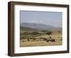 African Buffalo, Masai Mara National Reserve, Kenya, East Africa, Africa-Angelo Cavalli-Framed Photographic Print