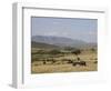 African Buffalo, Masai Mara National Reserve, Kenya, East Africa, Africa-Angelo Cavalli-Framed Photographic Print