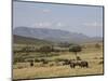 African Buffalo, Masai Mara National Reserve, Kenya, East Africa, Africa-Angelo Cavalli-Mounted Photographic Print