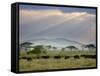 African Buffalo, Serengeti National Park, Tanzania-Ivan Vdovin-Framed Stretched Canvas