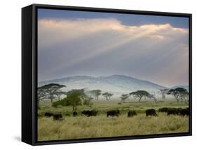 African Buffalo, Serengeti National Park, Tanzania-Ivan Vdovin-Framed Stretched Canvas