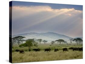 African Buffalo, Serengeti National Park, Tanzania-Ivan Vdovin-Stretched Canvas