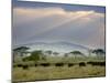 African Buffalo, Serengeti National Park, Tanzania-Ivan Vdovin-Mounted Photographic Print