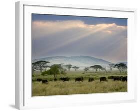 African Buffalo, Serengeti National Park, Tanzania-Ivan Vdovin-Framed Photographic Print