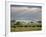 African Buffalo, Serengeti National Park, Tanzania-Ivan Vdovin-Framed Photographic Print