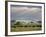 African Buffalo, Serengeti National Park, Tanzania-Ivan Vdovin-Framed Photographic Print