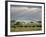 African Buffalo, Serengeti National Park, Tanzania-Ivan Vdovin-Framed Photographic Print