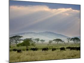 African Buffalo, Serengeti National Park, Tanzania-Ivan Vdovin-Mounted Photographic Print