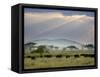 African Buffalo, Serengeti National Park, Tanzania-Ivan Vdovin-Framed Stretched Canvas