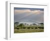 African Buffalo, Serengeti National Park, Tanzania-Ivan Vdovin-Framed Photographic Print