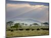 African Buffalo, Serengeti National Park, Tanzania-Ivan Vdovin-Mounted Photographic Print