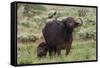 African buffalo (Syncerus caffer) and its calf, Tsavo, Kenya.-Sergio Pitamitz-Framed Stretched Canvas