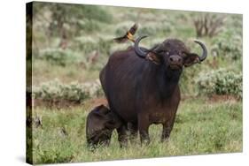 African buffalo (Syncerus caffer) and its calf, Tsavo, Kenya.-Sergio Pitamitz-Stretched Canvas