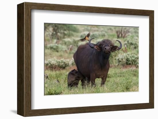 African buffalo (Syncerus caffer) and its calf, Tsavo, Kenya.-Sergio Pitamitz-Framed Photographic Print