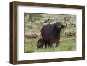 African buffalo (Syncerus caffer) and its calf, Tsavo, Kenya.-Sergio Pitamitz-Framed Photographic Print