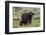 African buffalo (Syncerus caffer) and its calf, Tsavo, Kenya.-Sergio Pitamitz-Framed Photographic Print