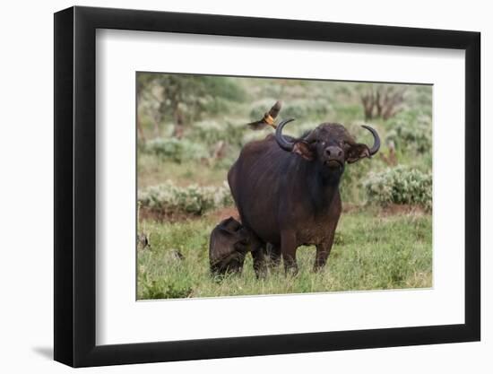 African buffalo (Syncerus caffer) and its calf, Tsavo, Kenya.-Sergio Pitamitz-Framed Photographic Print