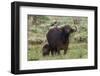 African buffalo (Syncerus caffer) and its calf, Tsavo, Kenya.-Sergio Pitamitz-Framed Photographic Print