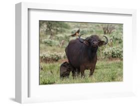 African buffalo (Syncerus caffer) and its calf, Tsavo, Kenya.-Sergio Pitamitz-Framed Photographic Print