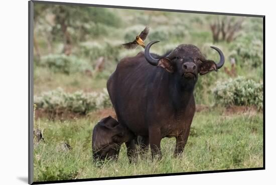 African buffalo (Syncerus caffer) and its calf, Tsavo, Kenya.-Sergio Pitamitz-Mounted Photographic Print