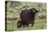 African buffalo (Syncerus caffer) and its calf, Tsavo, Kenya.-Sergio Pitamitz-Stretched Canvas